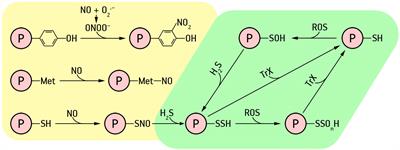 The role of nitric oxide and hydrogen sulfide in regulation of redox homeostasis at extreme temperatures in plants